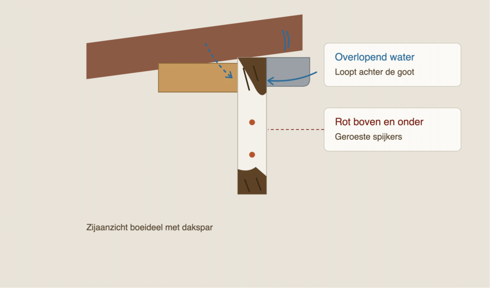 houtrot boeideel doorsnede 